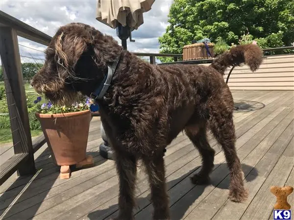 Labradoodle stud dog