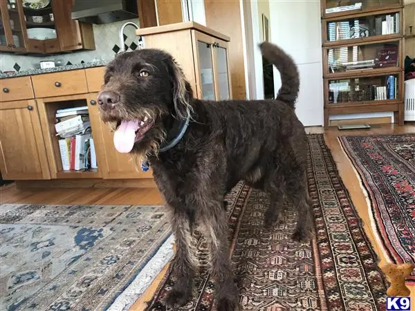 Labradoodle stud dog