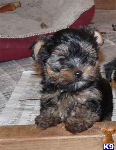 yorkie silky terrier for sale terrier puppy for sale yorkie silky terrier pups 450 9 years yorkie silky terrier for sale terrier puppy for sale yorkie silky terrier pups 450 9 years