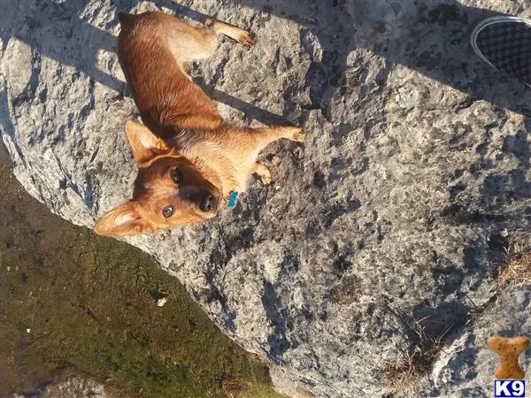 Australian Cattle Dog