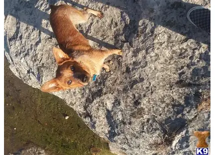 Australian Cattle Dog