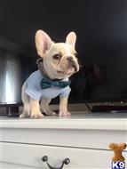 french bulldog puppy posted by jgilliam