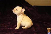 french bulldog puppy posted by jgilliam