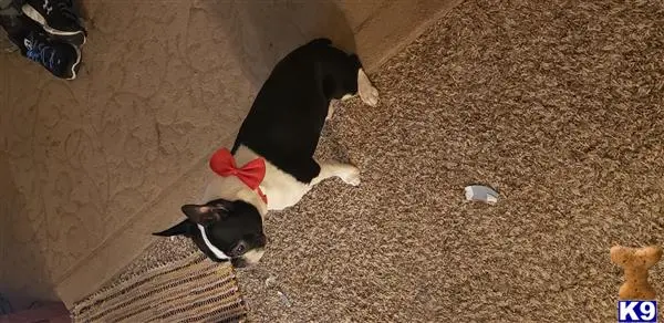 Boston Terrier