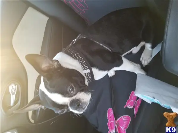 Boston Terrier stud dog