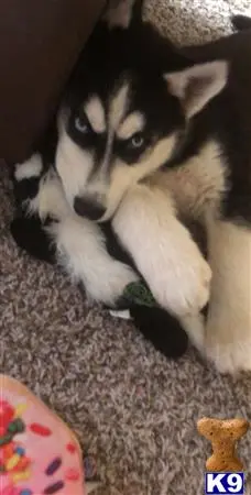 Siberian Husky