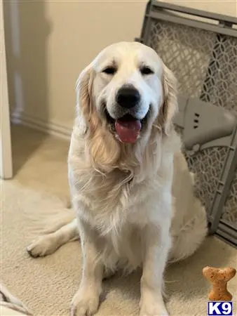 Golden Retriever stud dog