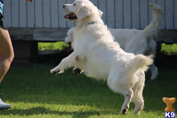 Golden Retriever stud dog