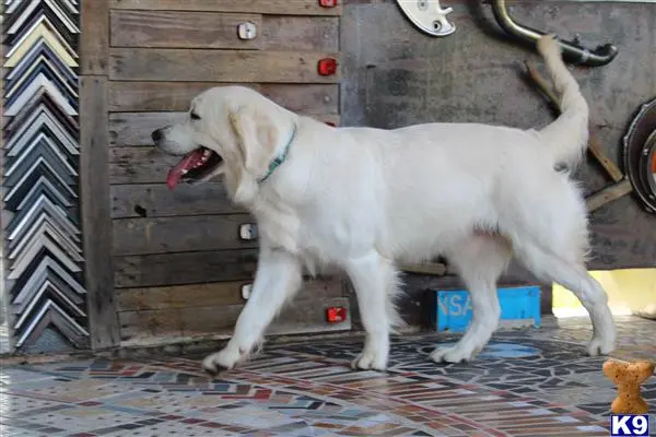 Golden Retriever stud dog