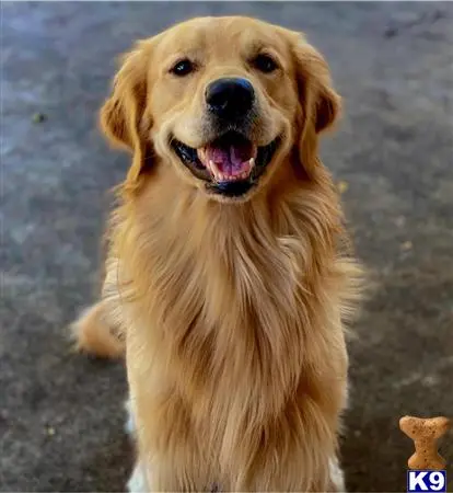 Golden Retriever stud dog