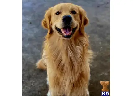 Golden Retriever