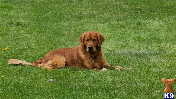 Golden Retriever