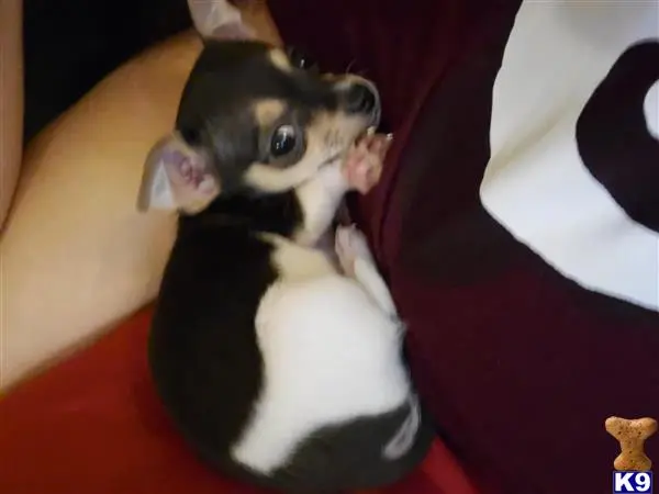 Chihuahua