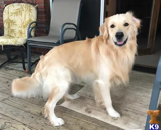 Golden Retriever stud dog