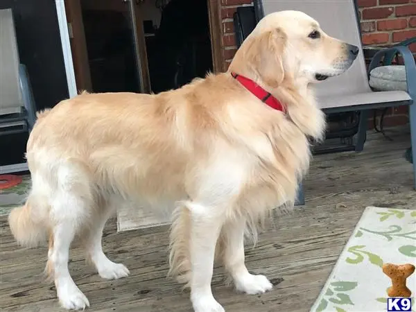 Golden Retriever stud dog