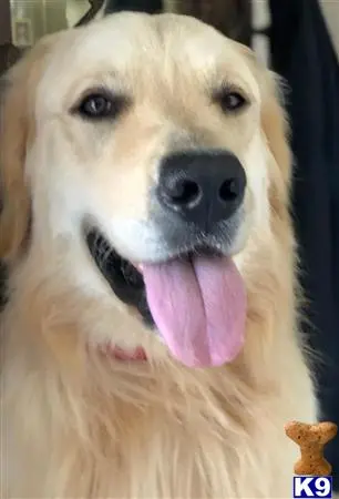 Golden Retriever stud dog