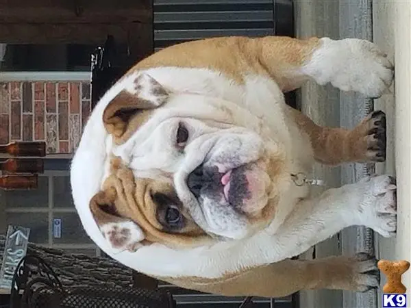 English Bulldog stud dog