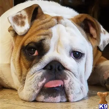 English Bulldog stud dog