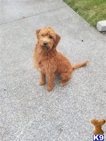 Labradoodle female dog