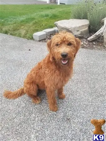 Labradoodle female dog