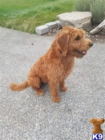 Labradoodle female dog