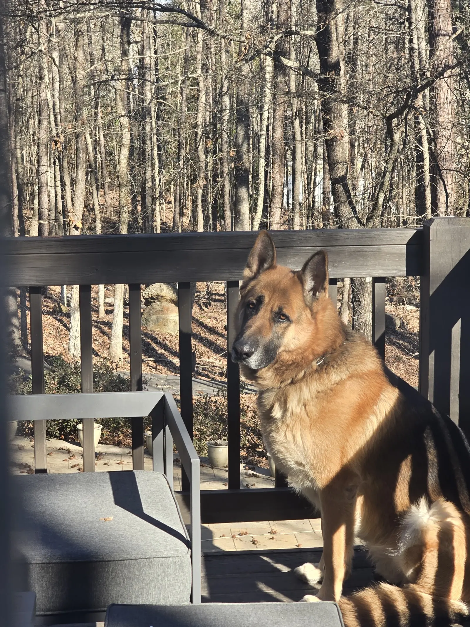 German Shepherd stud dog: Tan and black German Shepherd sitting on a deck in the woods