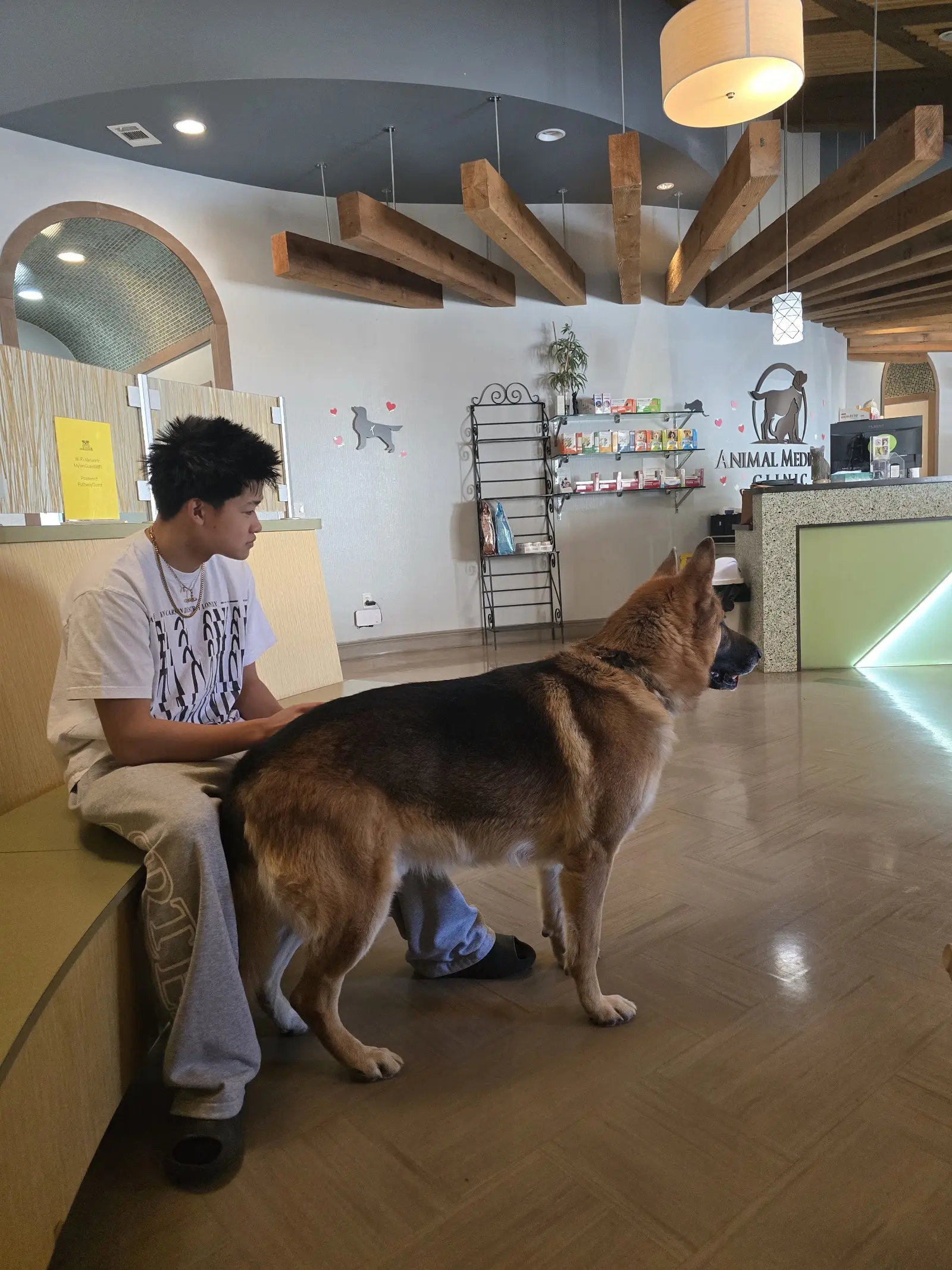 German Shepherd stud dog: German Shepherd with a tan and black coat sitting beside a person