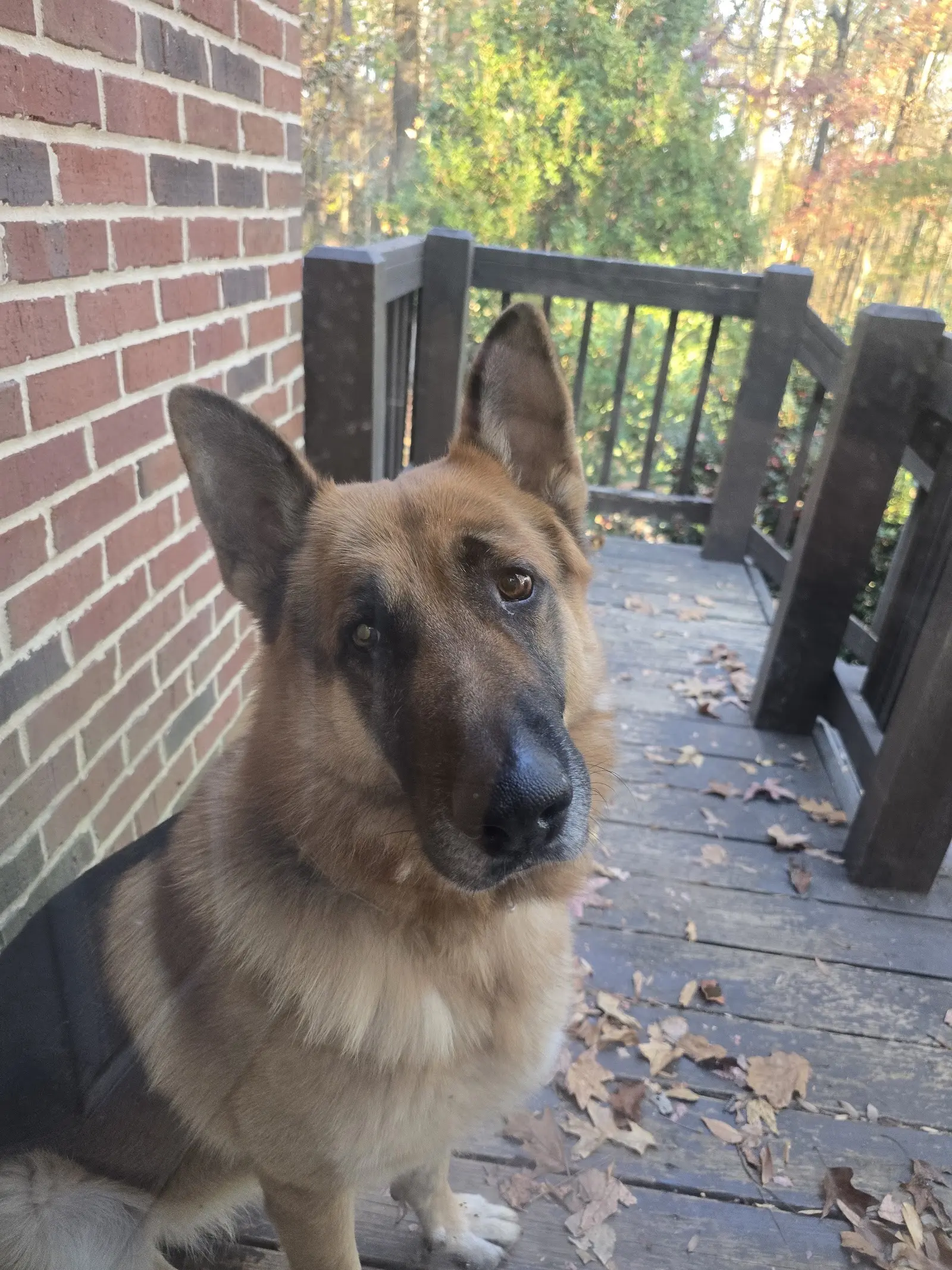 German Shepherd stud dog: Tan and black German Shepherd sitting on a wooden deck