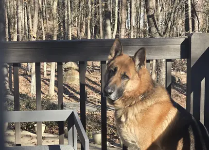 German Shepherd stud dog: Tan and black German Shepherd sitting on a deck in the woods