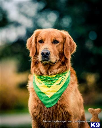 Golden Retriever stud dog