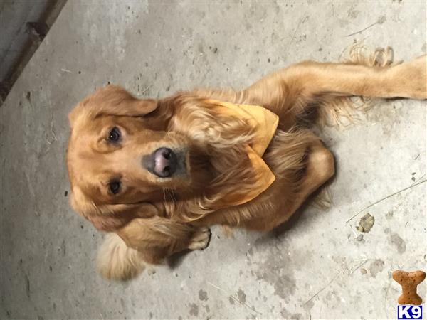 Golden Retriever stud dog