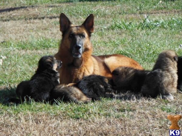 german shepherd puppy posted by jillbrown