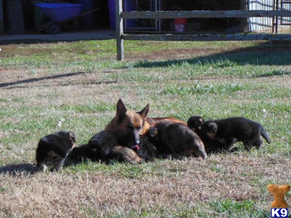 german shepherd puppy posted by jillbrown