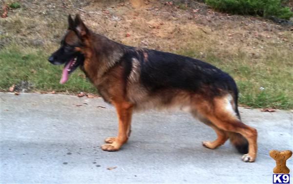 a german shepherd dog running on a road