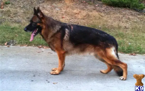 German Shepherd stud dog