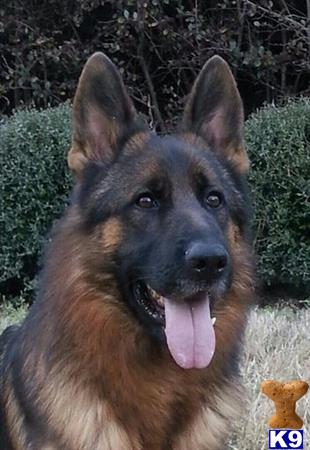 a german shepherd dog with its tongue out