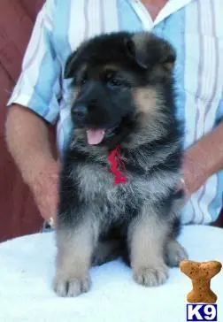 German Shepherd