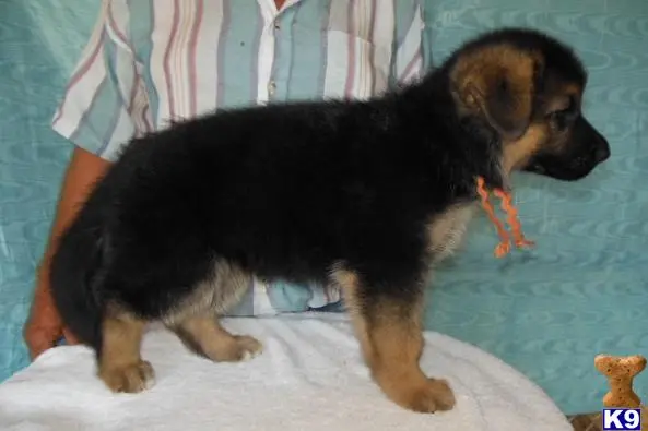 German Shepherd puppy for sale