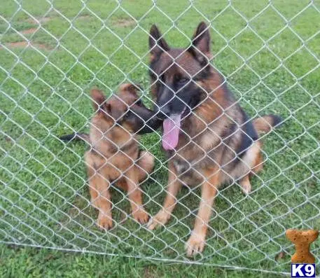 German Shepherd stud dog