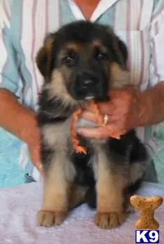 German Shepherd puppy for sale