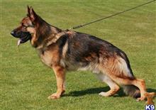 german shepherd puppy posted by jillbrown