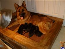 german shepherd puppy posted by jillbrown