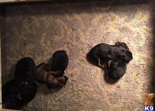 german shepherd puppy posted by jillbrown