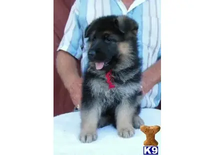 German Shepherd