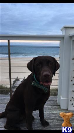 a labrador retriever dog sitting on a porch