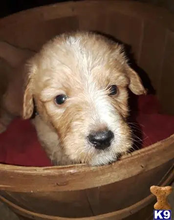 Goldendoodles puppy for sale