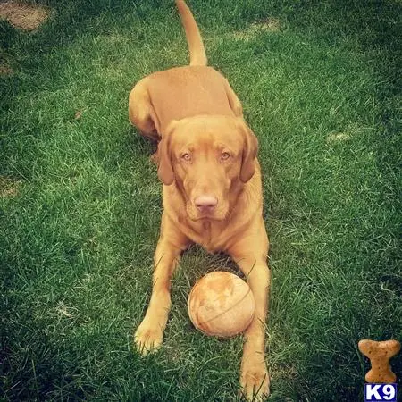 Labrador Retriever stud dog