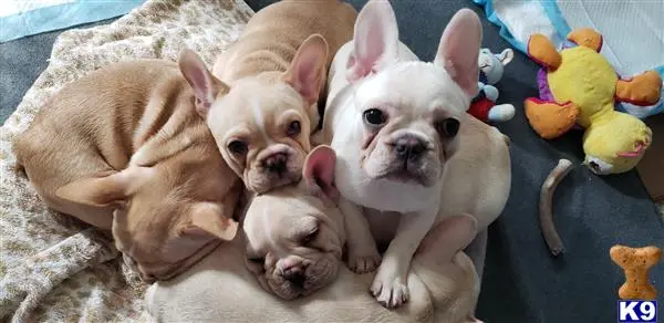 French Bulldog puppy for sale