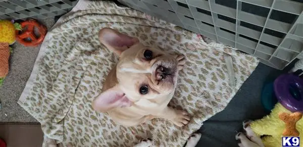 French Bulldog puppy for sale