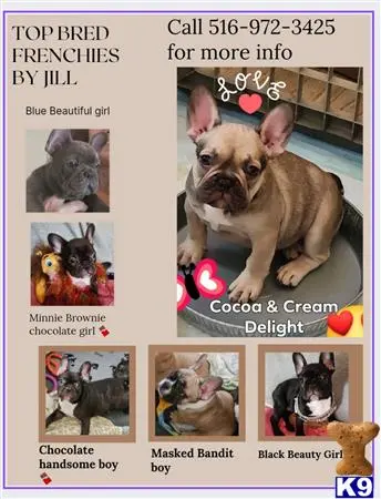 French Bulldog puppy for sale